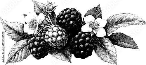 Vintage botanical art of berries and leaves with floral accents for design inspiration