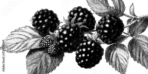Engraved botanical illustration of ripe blackberry bushes for nature design