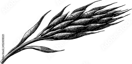 Engraved illustration of notus as summer wind with wheat sheaf for seasonal design