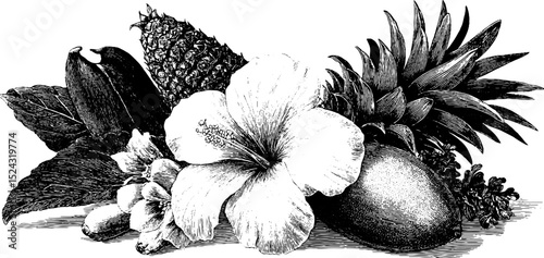 Elegant engraved illustration of tropical fruits and hibiscus flower for botanical designs