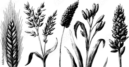 Intricate botanical illustration of amaranth grains and seeds