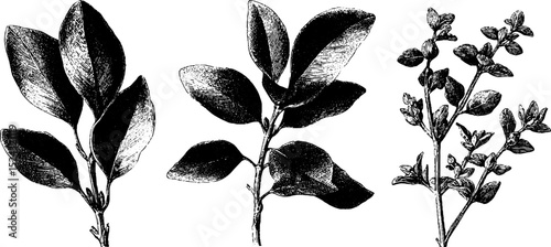 Botanical engraving of bay leaves and dried herbs for culinary and aromatic design