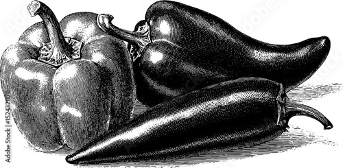 Detailed engraved illustration of bell pepper and chili set for culinary designs