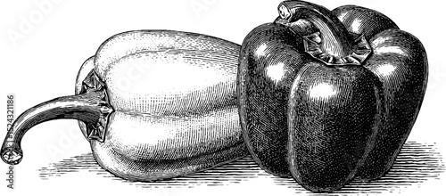 Engraved botanical illustration of bell peppers and chili peppers for artistic design