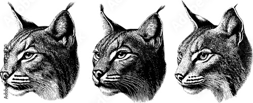 Engraved animal portraits of bobcat and lynx heads
