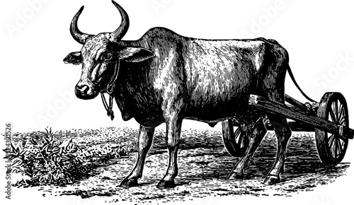 Vintage engraved bullock cart illustration with wooden elements for design and decoration