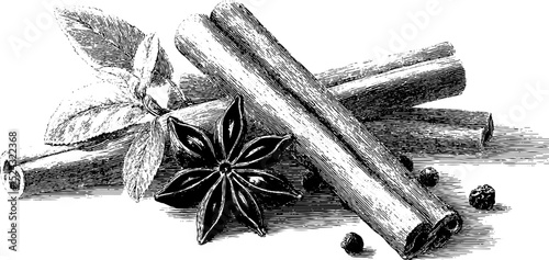Engraved cinnamon sticks and star anise illustration for aroma and spice concepts
