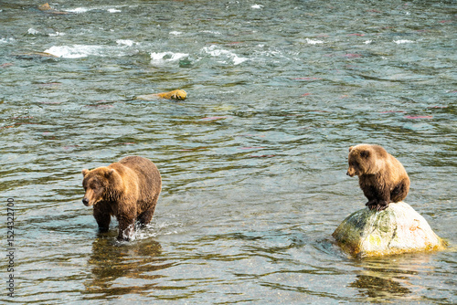 Wallpaper Mural grizzly bear hunting for fish Torontodigital.ca