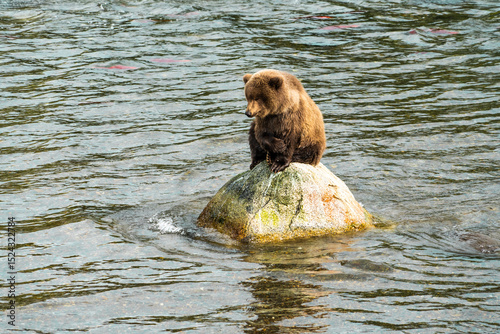 Wallpaper Mural bear cub waiting for mamma Torontodigital.ca