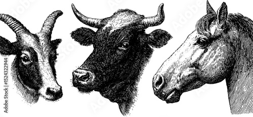 Engraved animal head illustrations: cow, goat, and horse for vintage design
