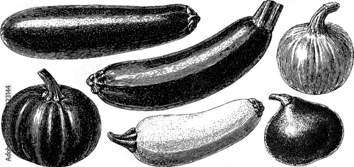Vintage engraved illustration of cucumbers and zucchinis for botanical design