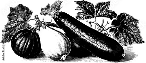 Vintage engraved illustration of cucumber and zucchini with leaves