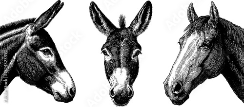 Engraved illustration set of donkey and mule heads for animal art and design
