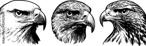 Detailed engraved illustration set of eagle and falcon heads for wildlife art and design