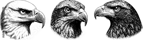Engraved illustration set of eagle and falcon heads for print or poster design