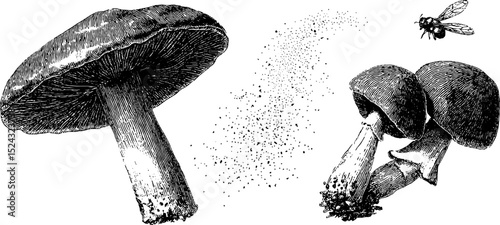 Engraved illustration set of fairy circle mushrooms with fly for nature design
