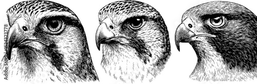 Engraved illustration set featuring falcon and hawk heads for artistic design