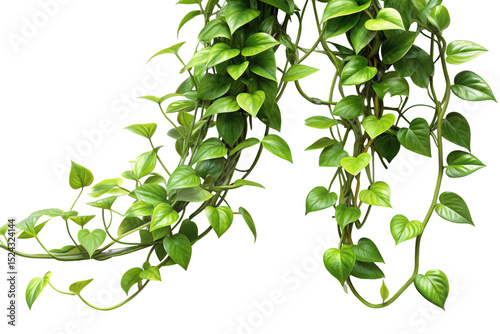 single twisted jungle vines liana plant isolated on white