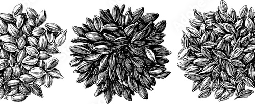 Engraved botanical illustration of fenugreek seeds for herbal design and educational use