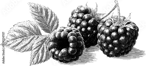 Vintage engraved illustration of fresh raspberries with leaves for botanical art design
