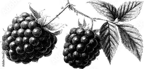 Detailed engraved illustration of fresh raspberries on the branch for nature-themed design