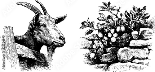 Engraved goat illustration and stone wall with foliage design for posters or cards