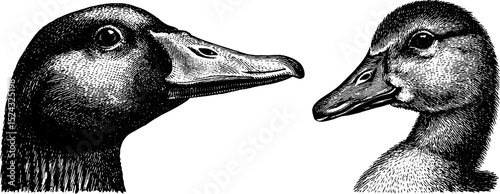 Detailed engraved illustration of goose head and gosling profile for artistic and educational use