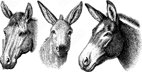 Engraved illustration set featuring horse and donkey heads for animal art design