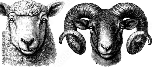 Detailed engraved illustration set of lamb and ram heads for design