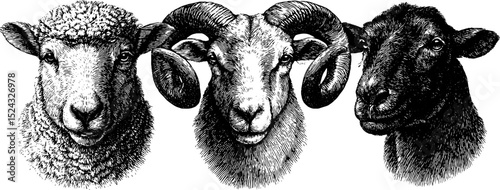 Engraved animal illustrations: lamb and ram heads for artistic design and decor
