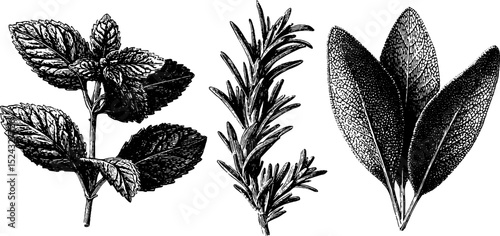 Engraved botanical illustration of mint, rosemary, and sage for herbal design