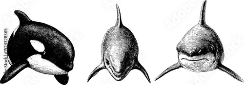 Engraved marine life illustrations featuring orca and dolphin heads