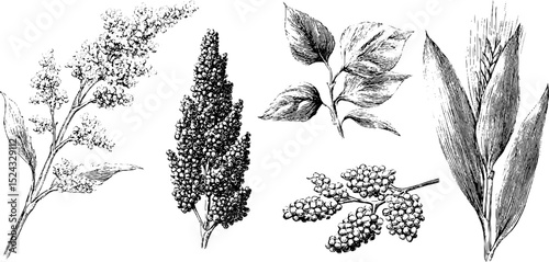 Botanical engraving set of quinoa plant and millet for educational and design use