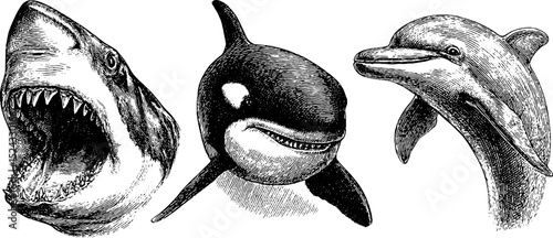 Engraved marine life illustration set featuring shark head, orca, and dolphin for nautical designs