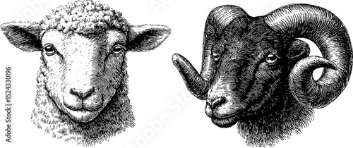 Engraved animal illustration set featuring sheep and ram heads for design and decor