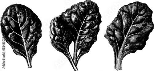Engraved botanical art of spinach leaves - nature inspired design for print and decoration