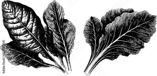 Engraved botanical illustration of spinach leaves for nature-inspired designs