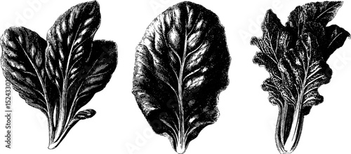 Engraved botanical illustration of spinach leaves set for design and decor