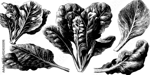 Vintage engraved illustration set of spinach leaves for botanical designs