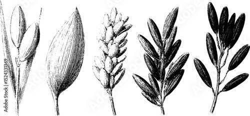Engraved illustration set featuring varieties of white rice grains for educational and design use