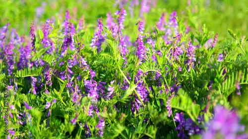 Blooming field with vibrant green grass and purple wildflowers. Close -up shot on a sunny day evokes a fresh and summery atmosphere.