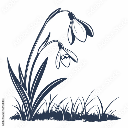 vector illustration of a snowdrop