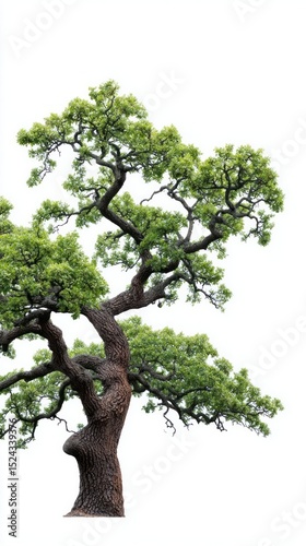 Ancient bonsai tree twisting elegantly, whispers of Zen meditation, tranquility, Hanami festival, nature's delicate artistry, enduring serenity