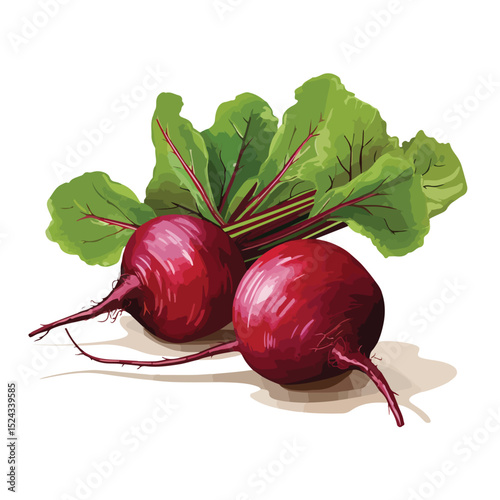 Nutrition and Diet Concept with Beet Vegetable in Shadow Vector Illustration