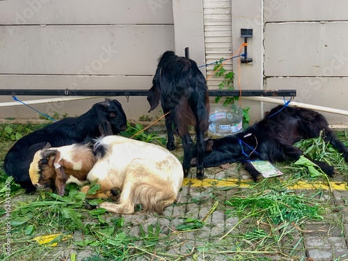 Goat prepared for Eid al-Adha sacrifice, standing near green fodder. Represents Islamic tradition, religious ritual, and livestock dedication during the holy celebration.