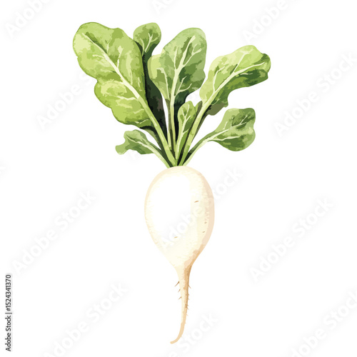 Watercolor Illustration of a Single White Radish with Lush Green Leaves (1)