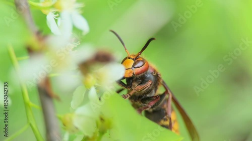 The European hornet ,Vespa crabro