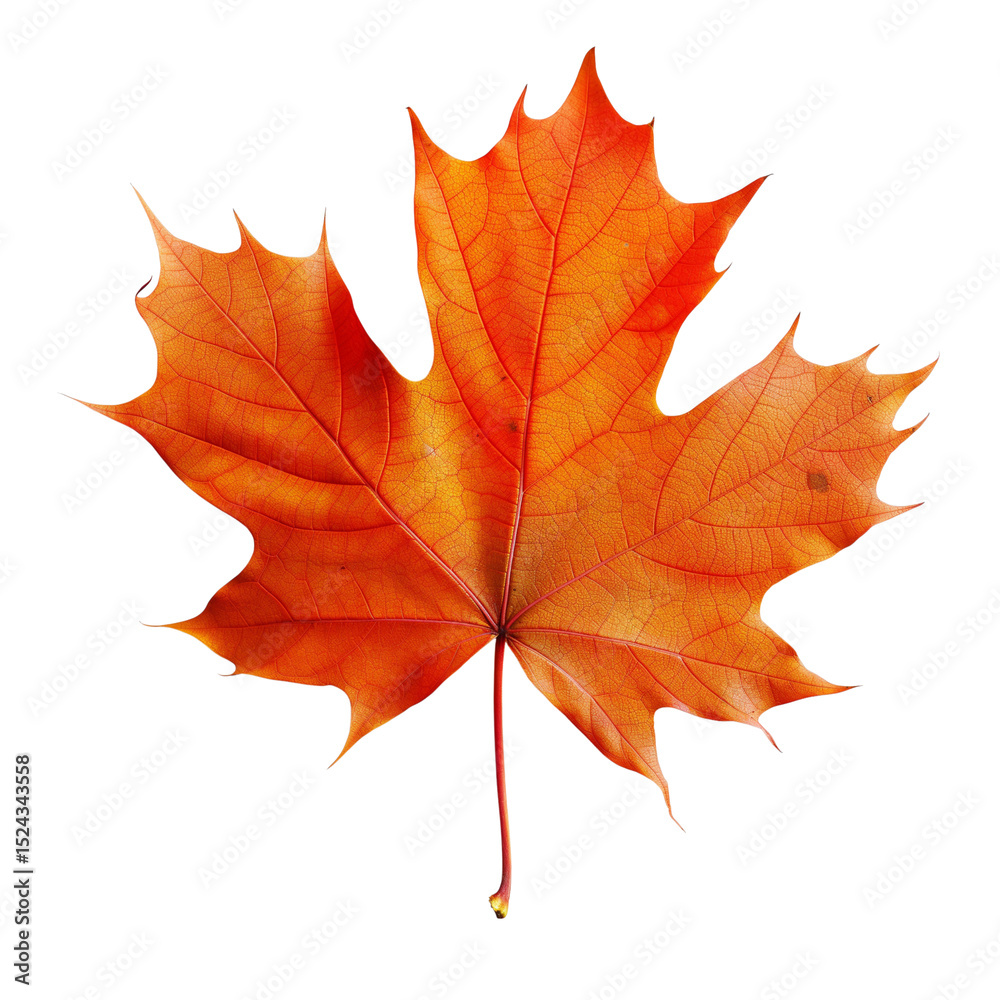 Obraz premium Autumn Maple Leaf with Curling Edges and Natural Shadows, isolated on a transparent background.