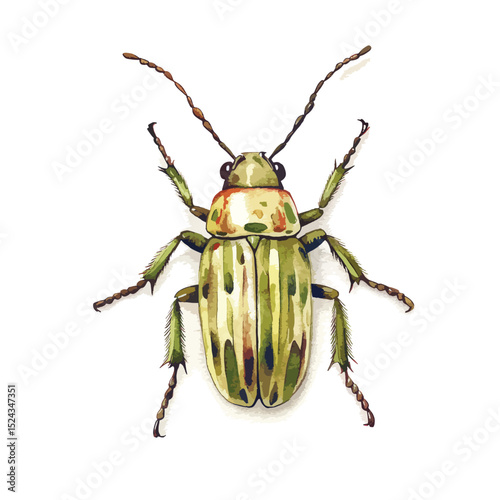 Watercolor Illustration of a Spotted Cucumber Beetle with Detailed Antennae