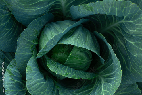 Fresh organic cabbage in the garden. Vegetarian natural food. Agriculture.